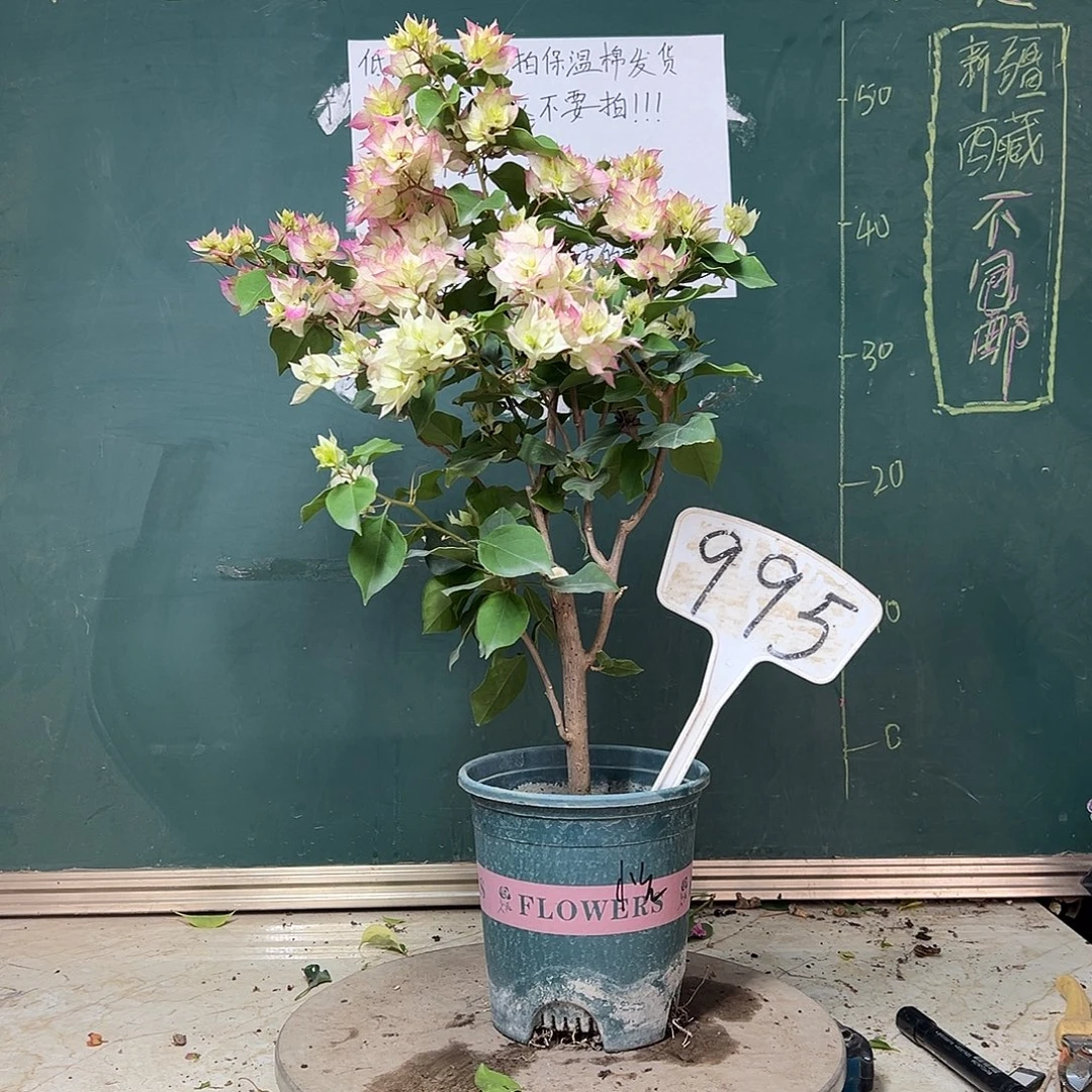完全开放怡锦 995