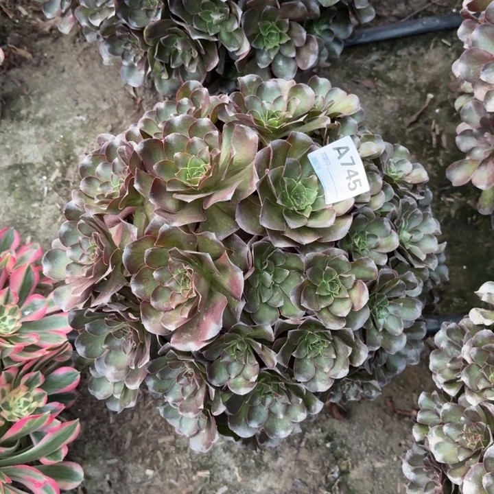 魅金玫瑰745号法师多肉