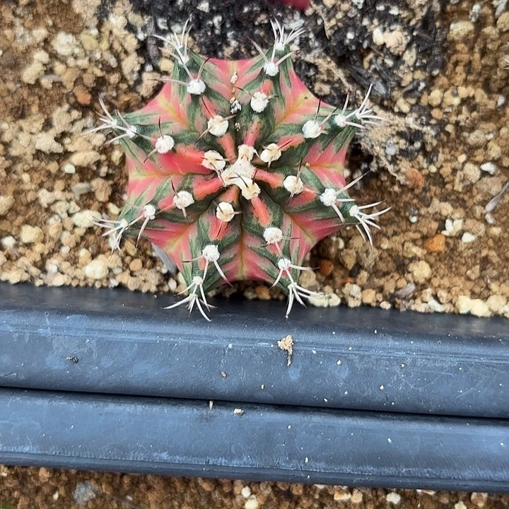 557-0719泰国发货