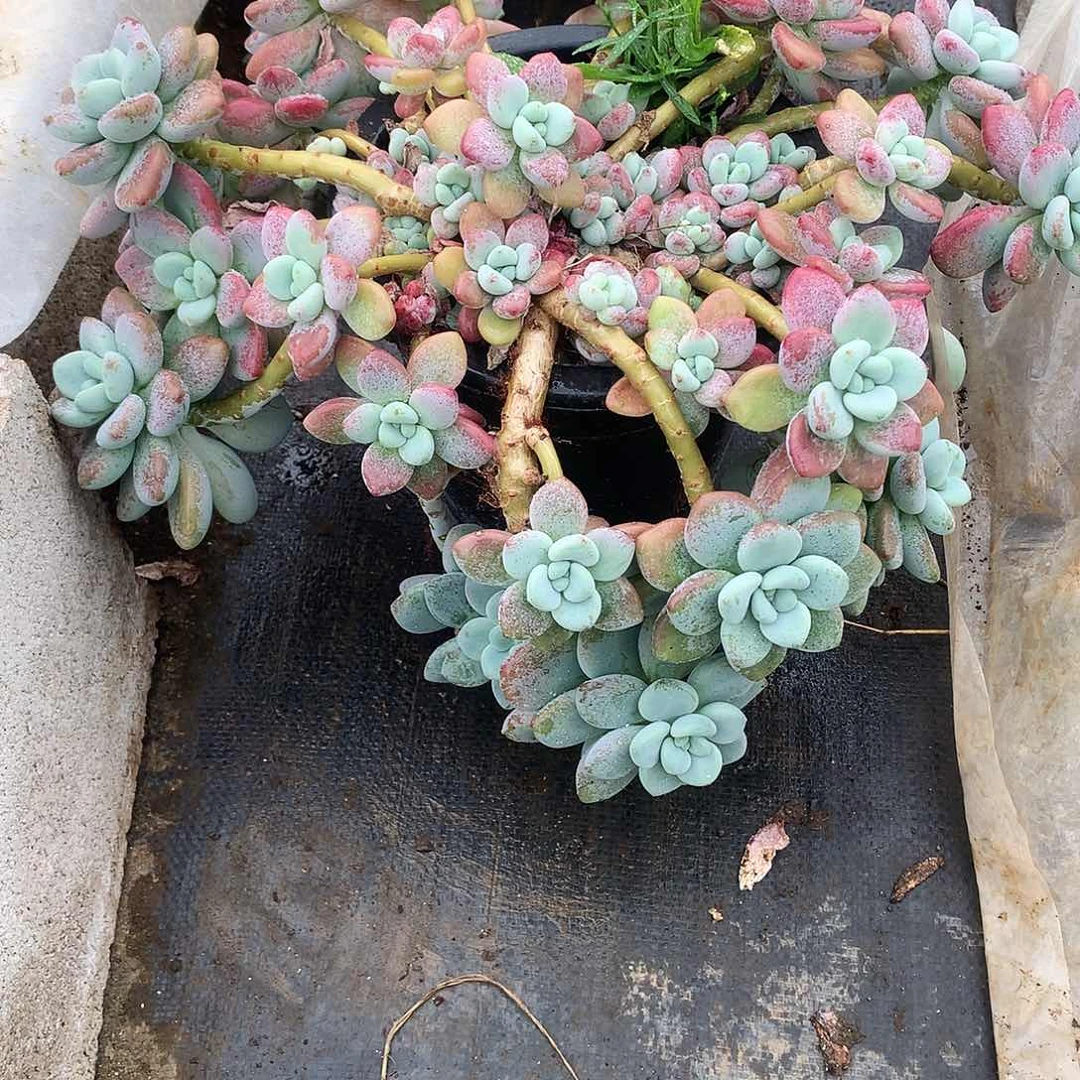 丫***丫红洛神一物一拍6-69