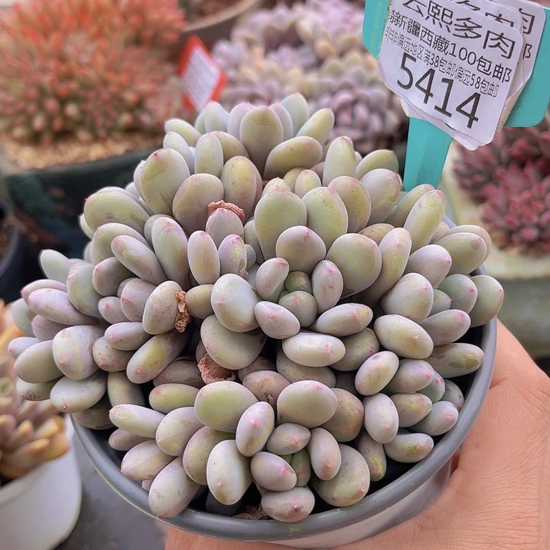 5414香香雪多肉植物