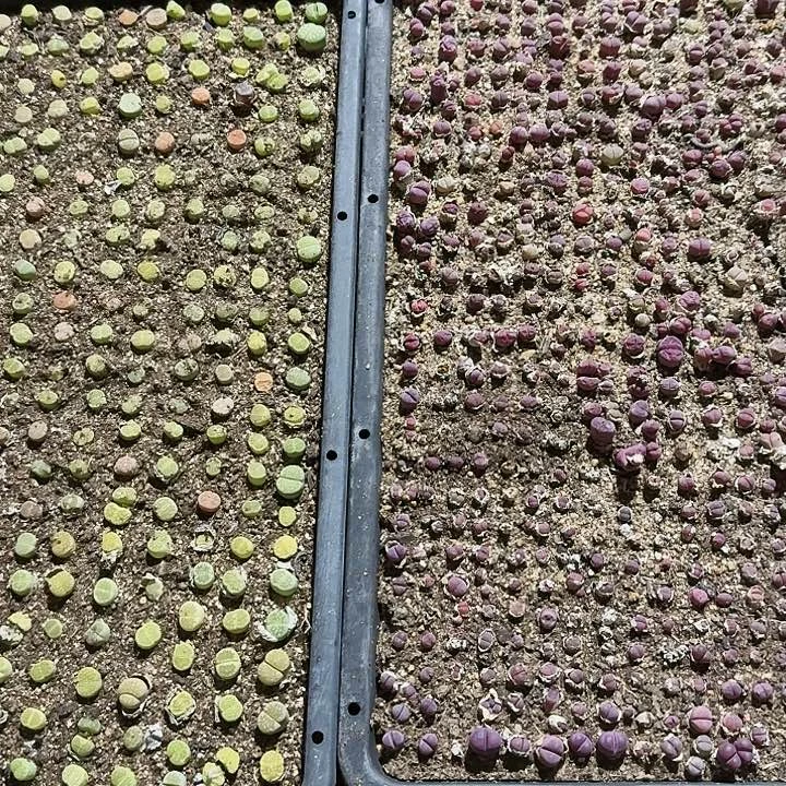 生石花1111。   651