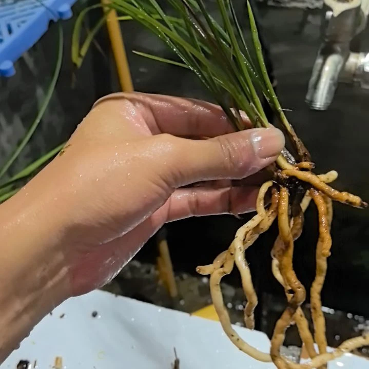 完全开放春剑红燕老苗一发三引种苗