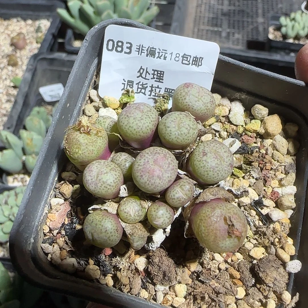 083号，清货，18包邮