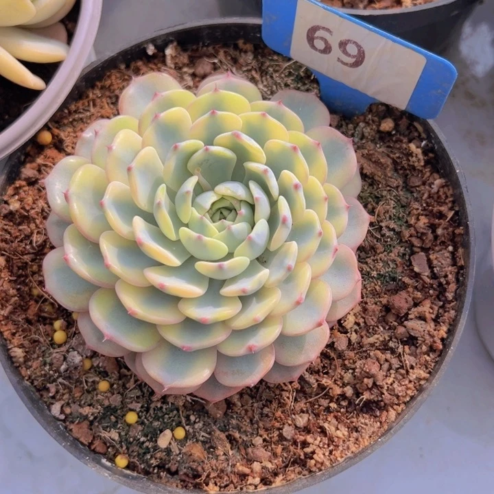 健健康康平平安安
