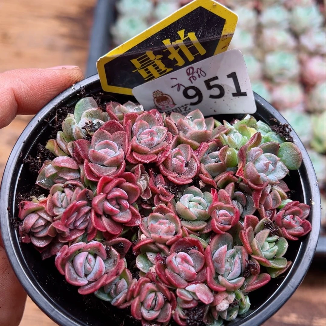 多肉植物多肉植物