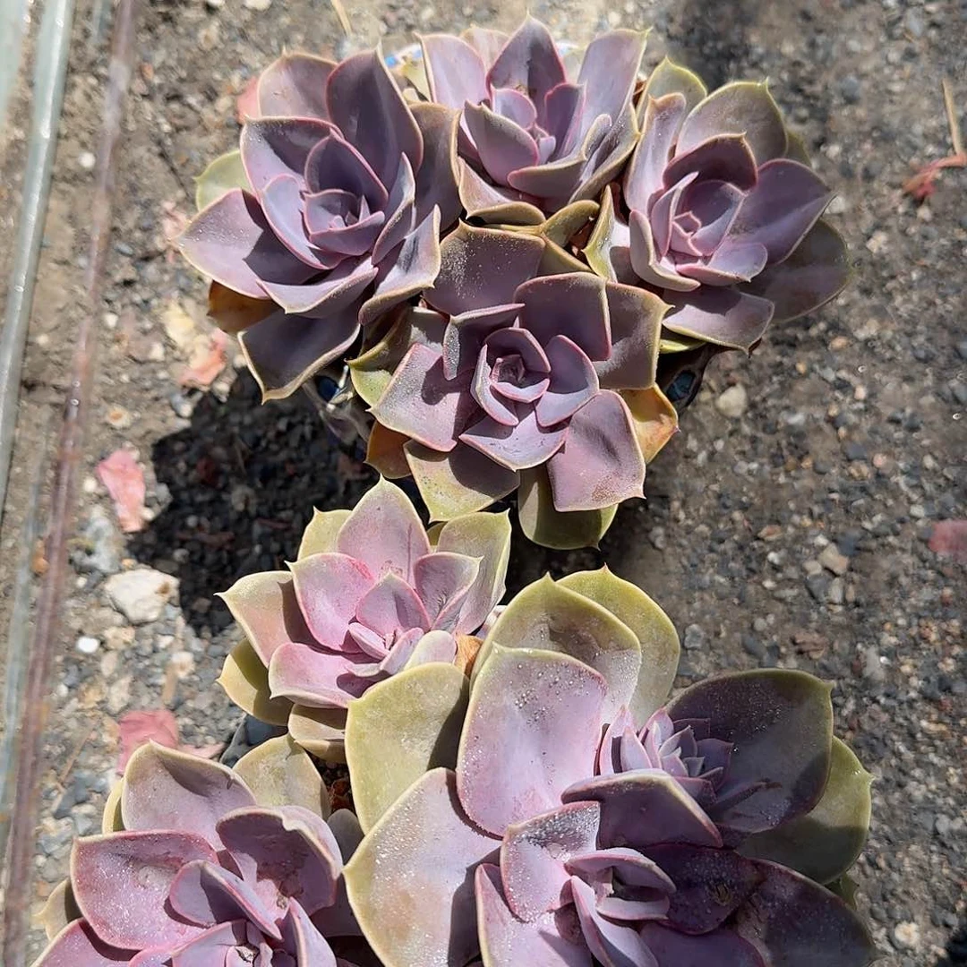 紫珍珠不带盆多肉植物