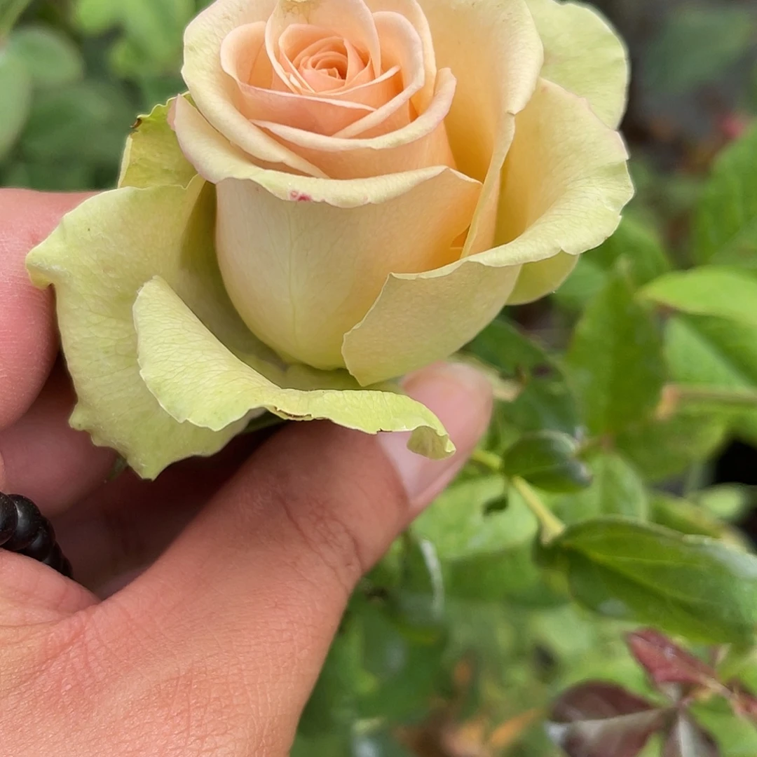 无花朵———-阿诺贝克 福利 五加仑