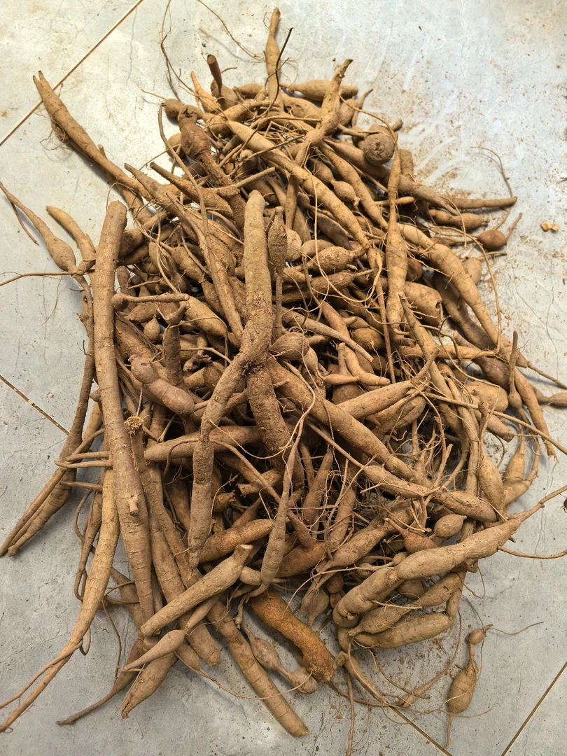 粤北纯野小叶甘草牛大力薯