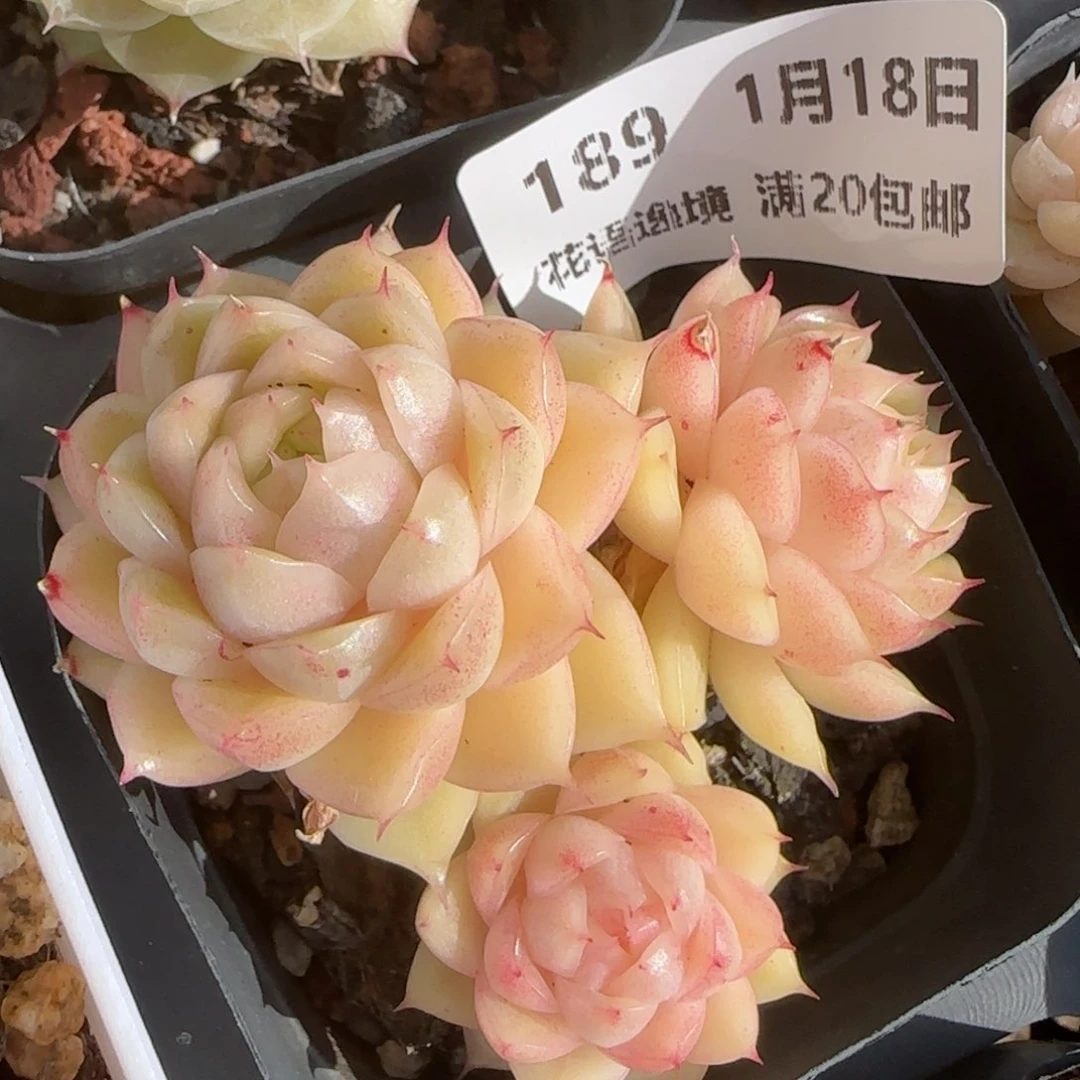 花语逸镜0118-189