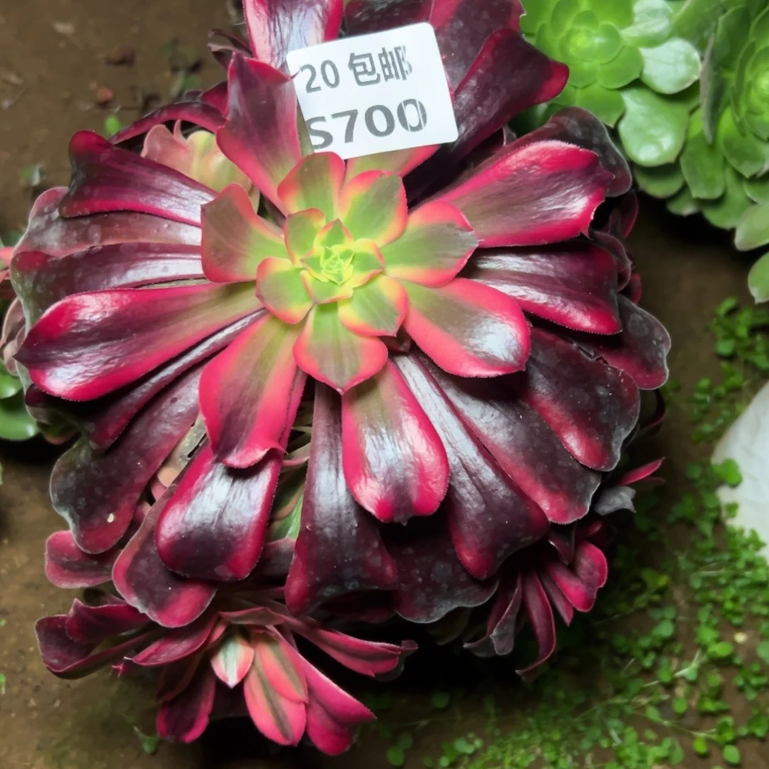 700凤冠，满20包邮