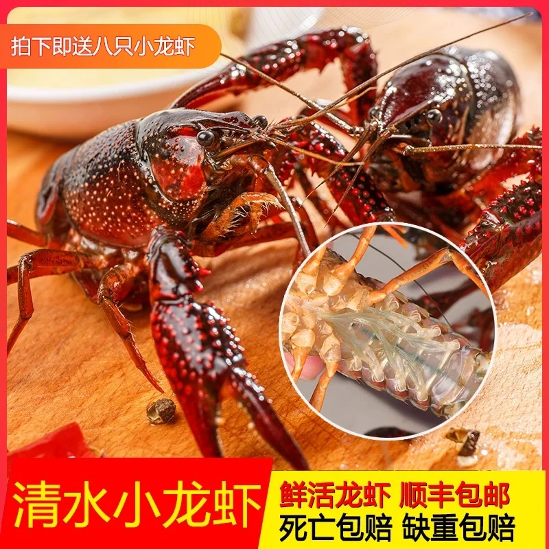 【顺丰包邮】洞庭湖清水虾｜345钱 小青 鲜活现货直发精品
