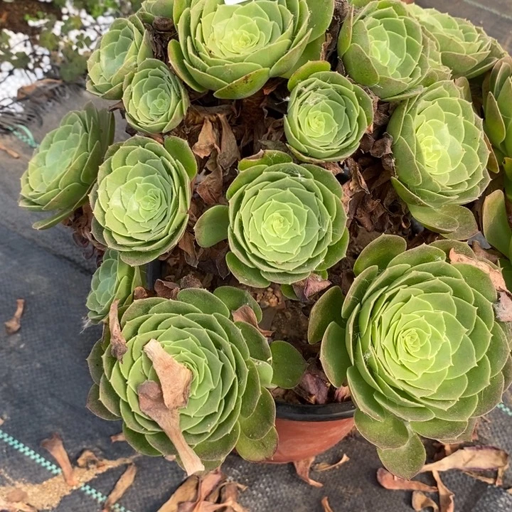 02576圣罗兰多肉植物
