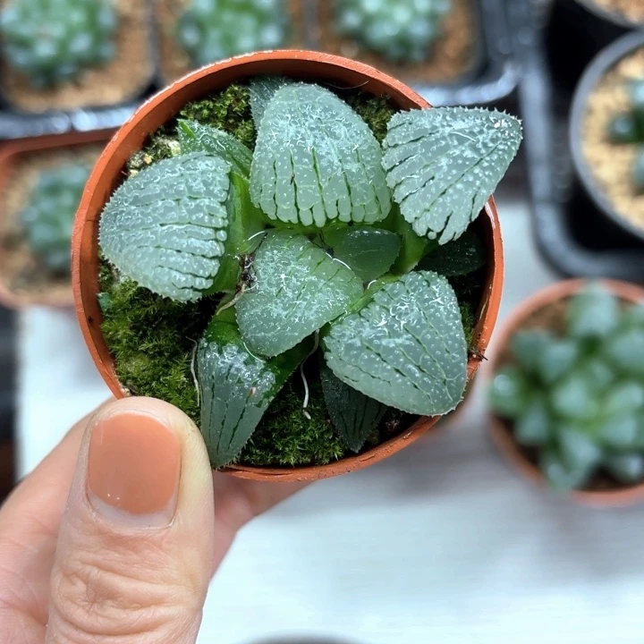 天空之境多肉植物