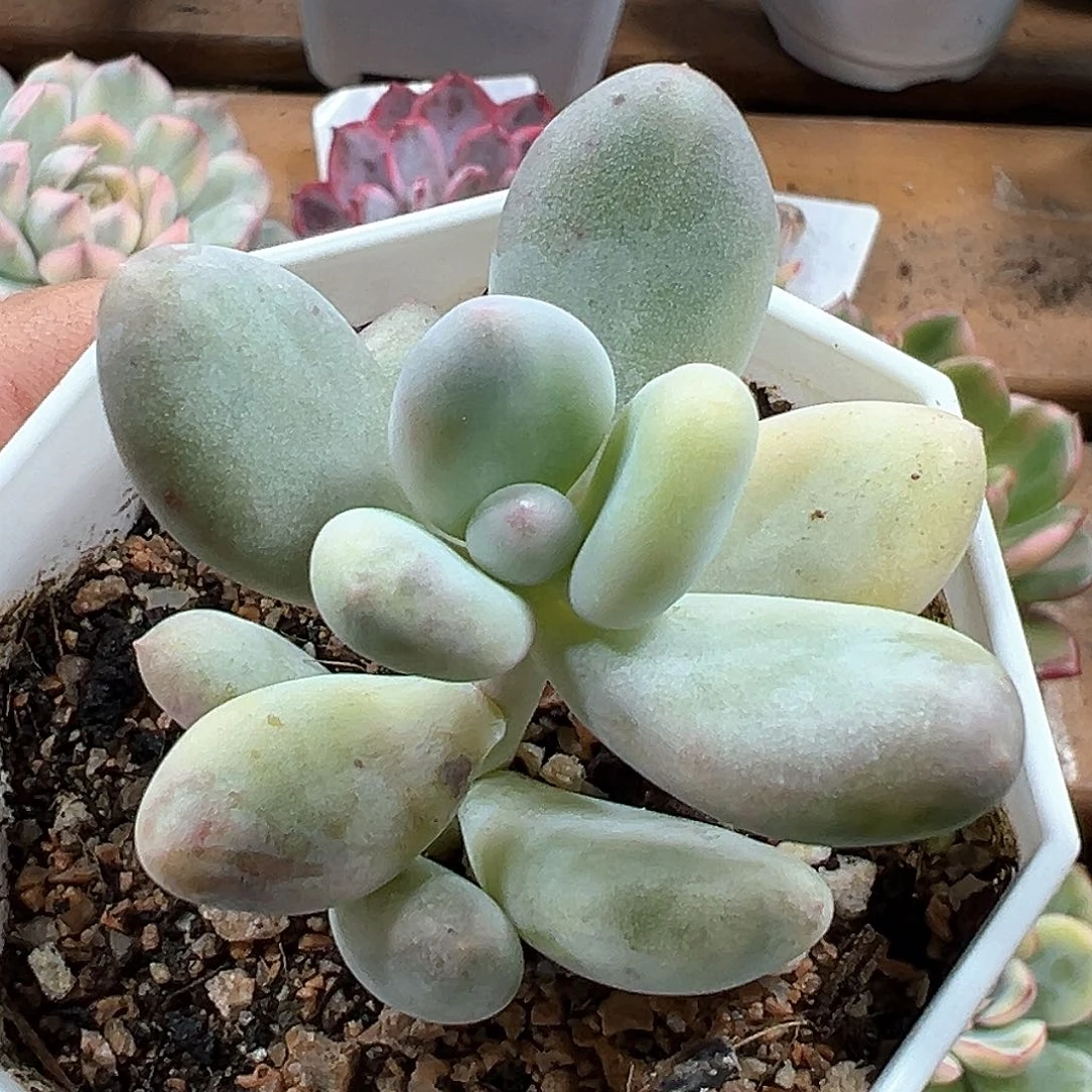 奶酪锦 蛋黄奶锦  小方花圃一单包邮