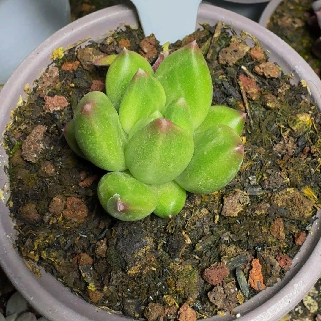 炉*布丁多肉单头发货