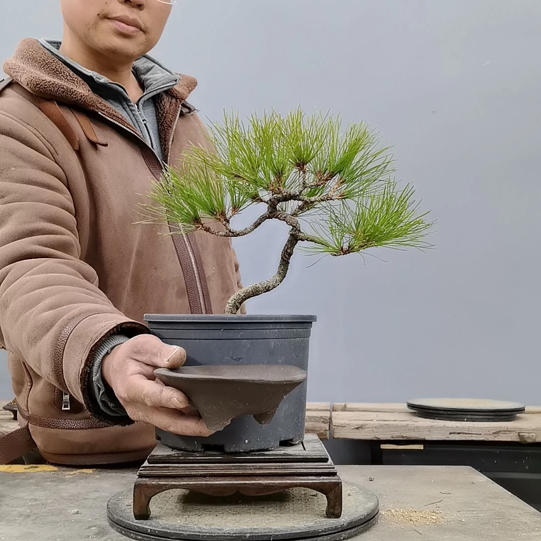 喔***大无花朵黄山松盆景