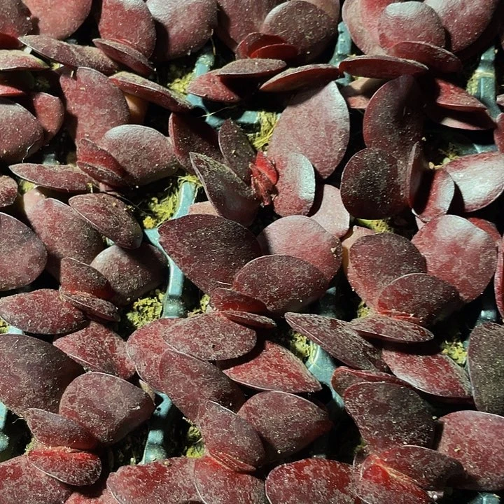 小紫蝴蝶1元带土发