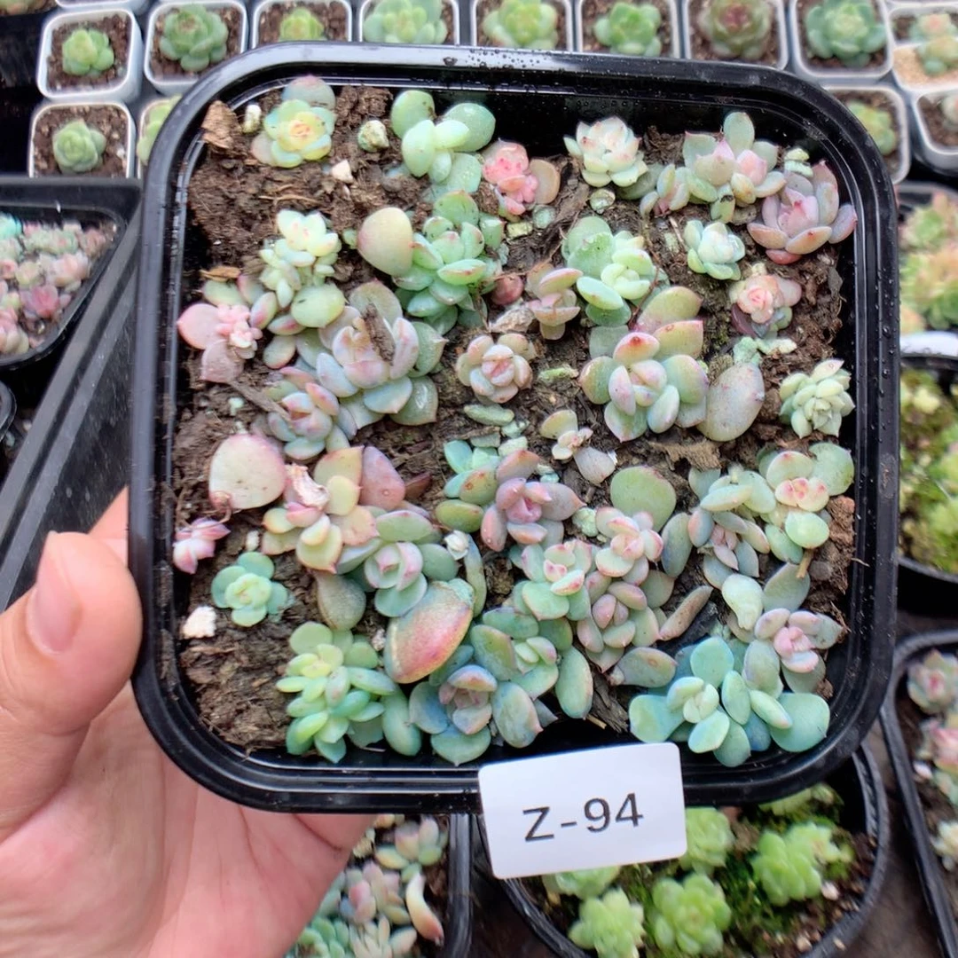 无花朵Z94英语英语
