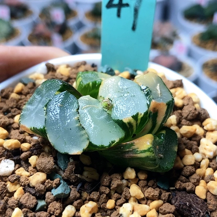 【闪购商品】大明湖万象锦49