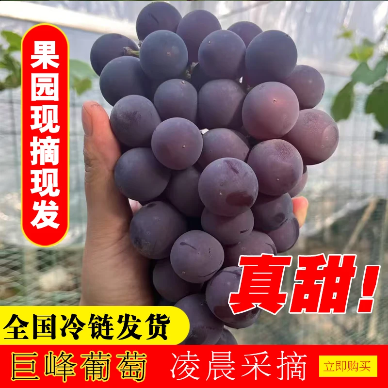【江浙沪皖]】浦江巨峰葡萄新鲜现摘多汁饱满当季水果产地冷链直发