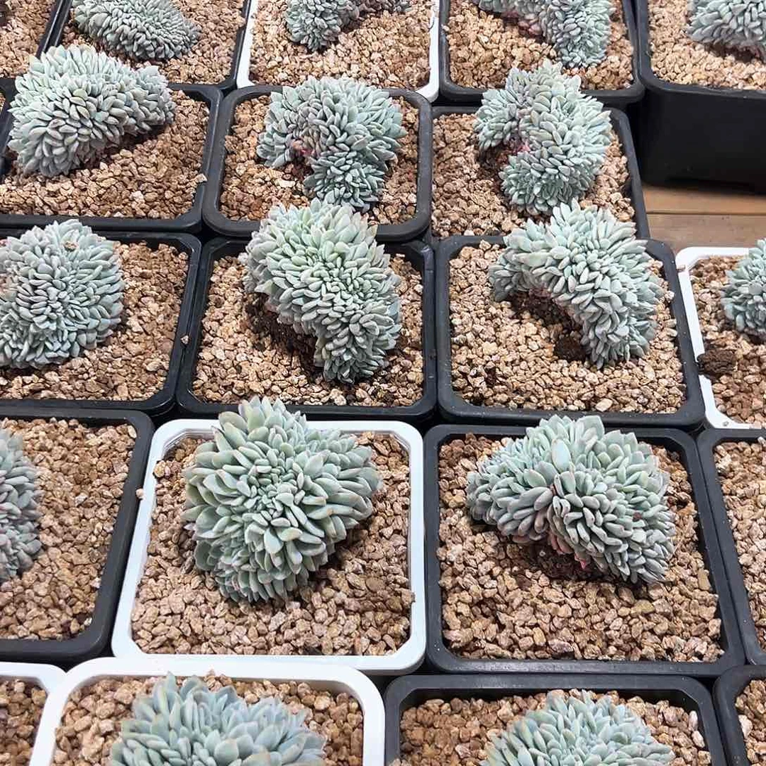 213-73橙子缀化多肉随机