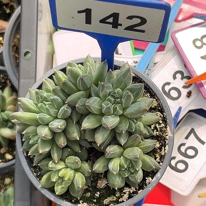 马***姐多肉植物彩体梵高142