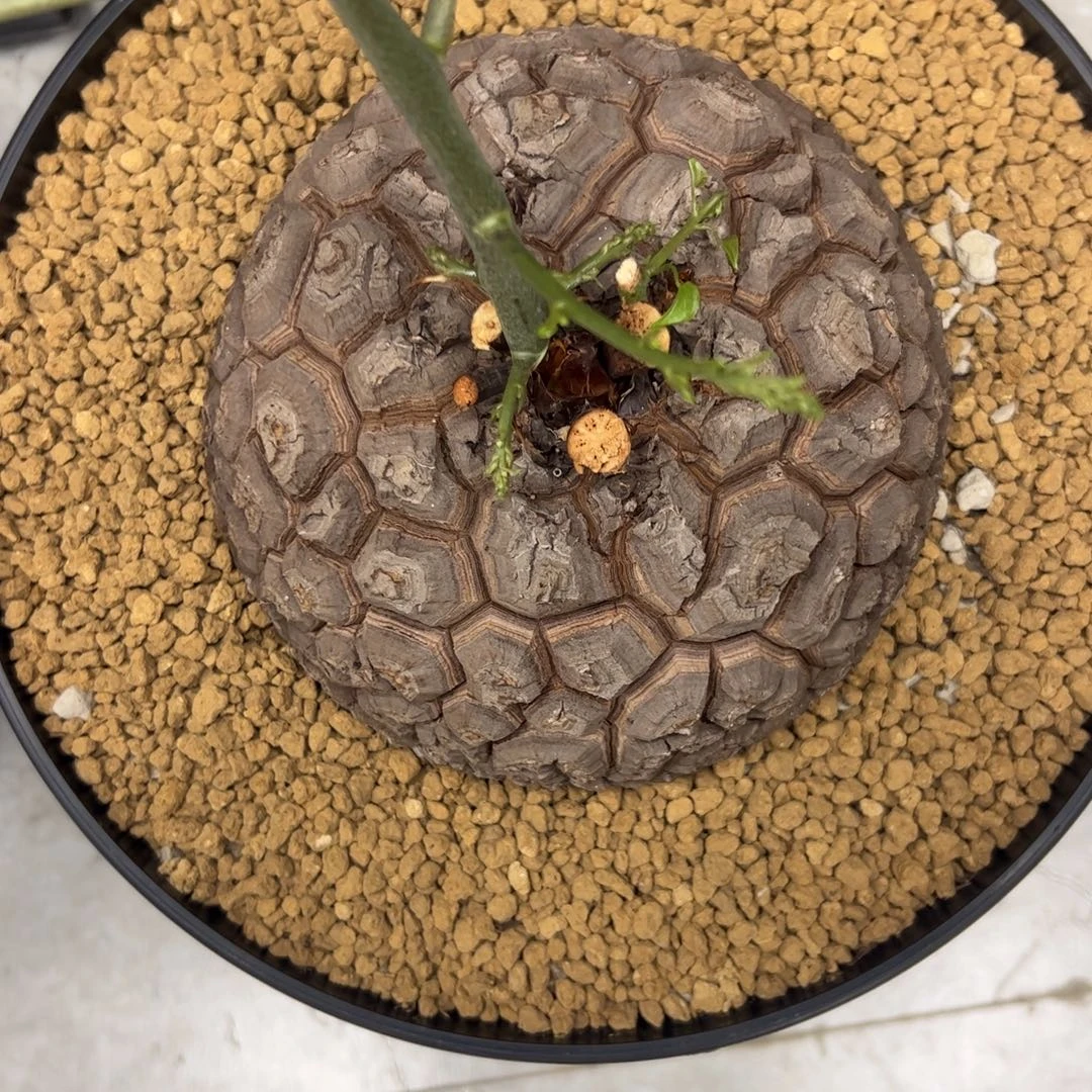 精品盆栽养定的龟甲龙111号