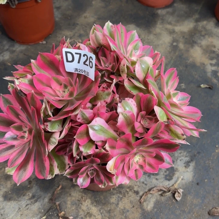 瑞妈多肉园艺726女巫。