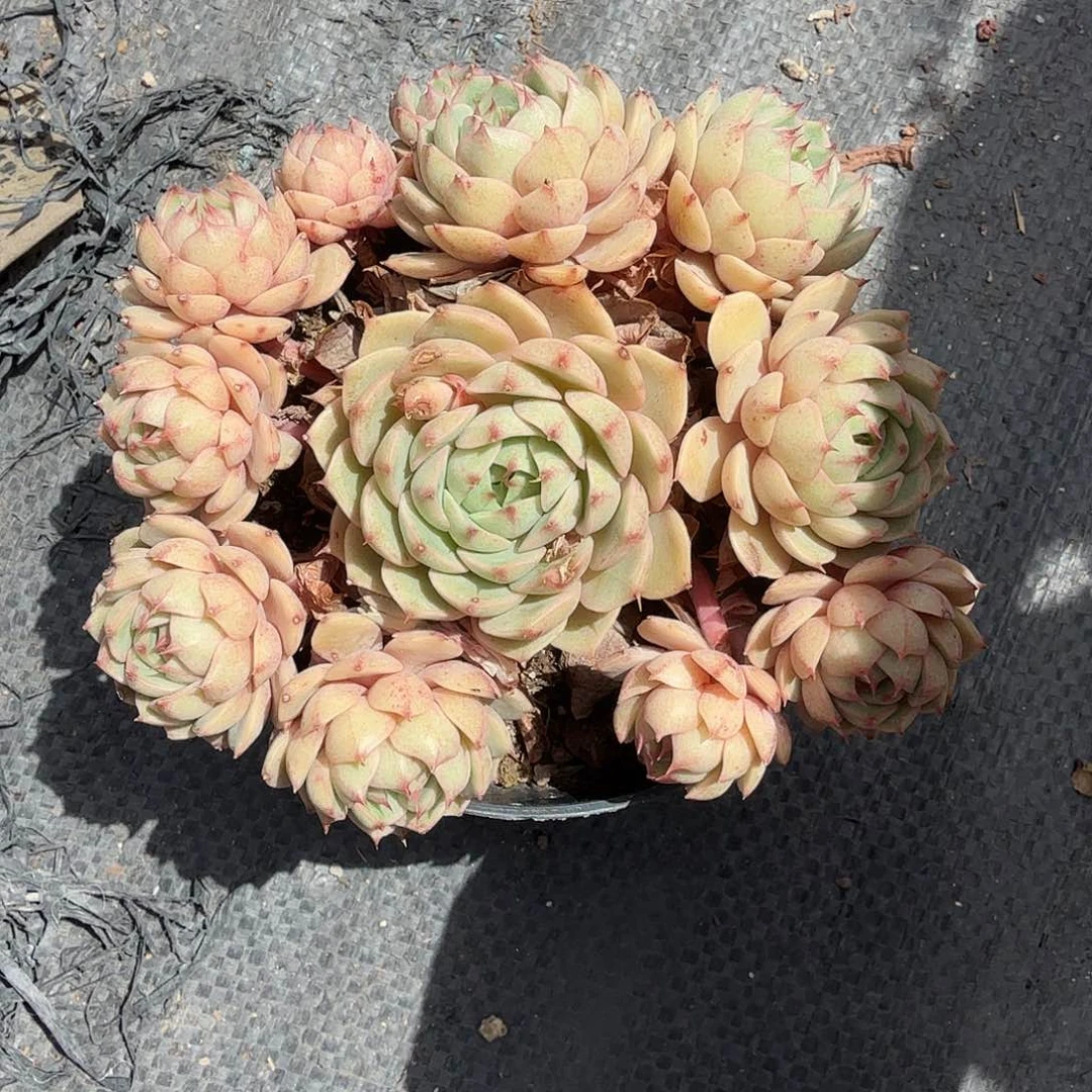 黄金笨吧第四多肉子