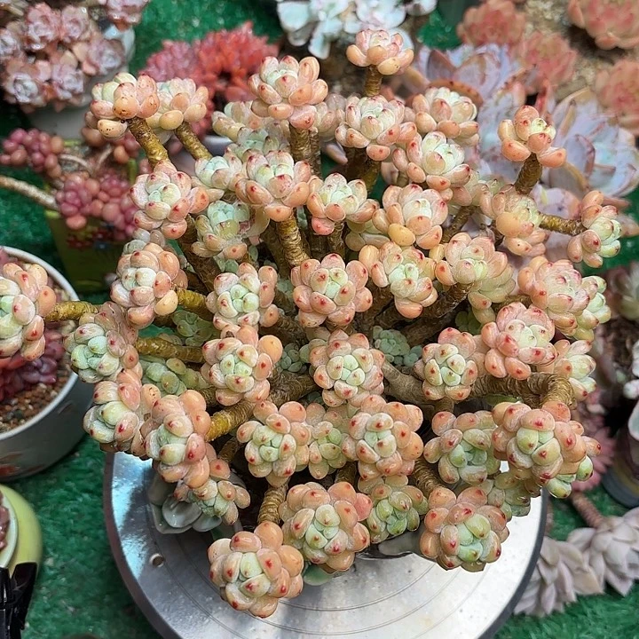 樱花罗琦 一物一拍