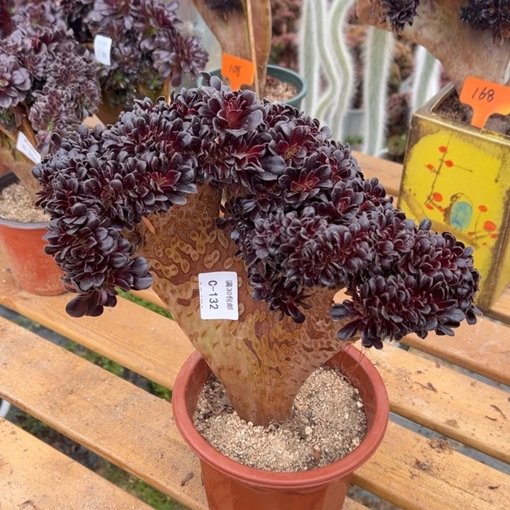 132 欧紫缀 宽度30 公分