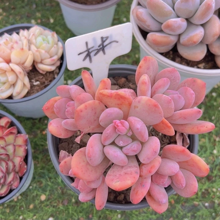 健健康康平平安安