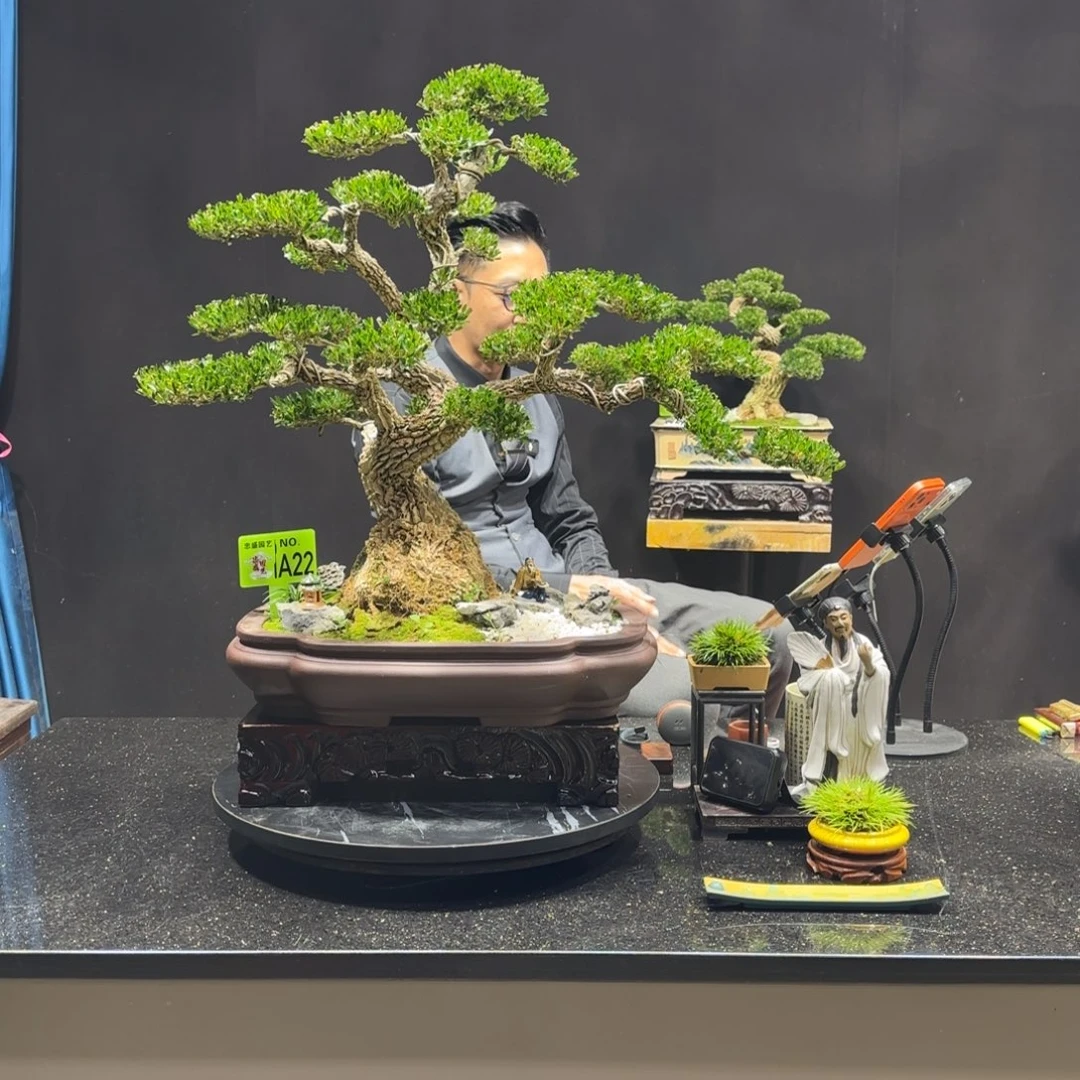 以实际为准黄杨室内室外盆景艺术