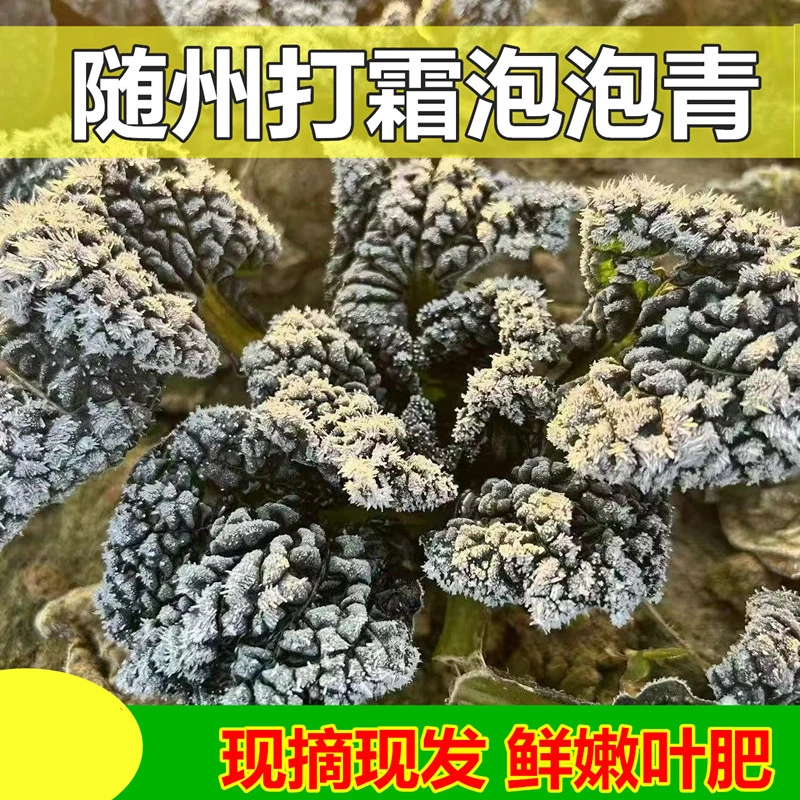 泡泡青新鲜蔬菜湖北随州特产打霜冻黑白菜农家自种绿色叶子青菜