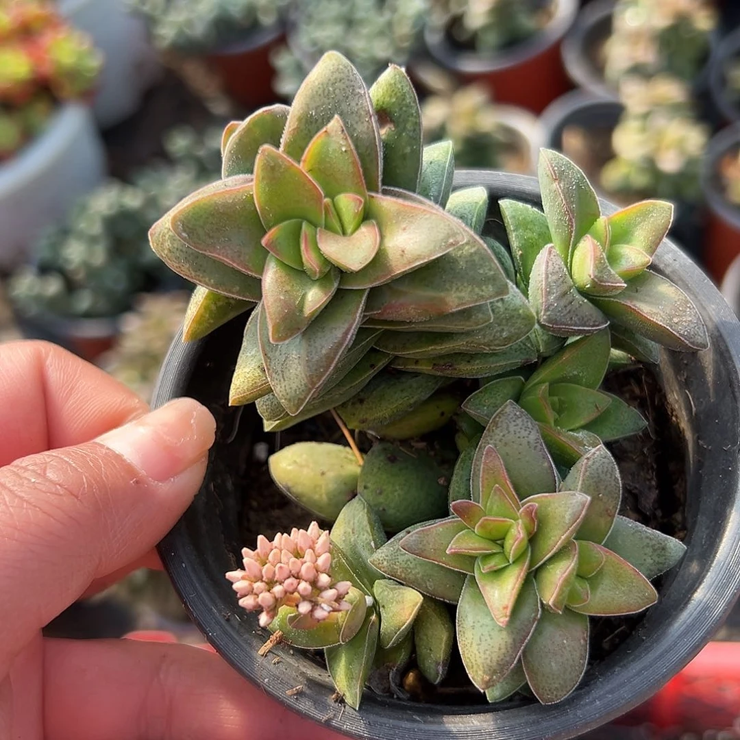 多肉植物多肉植物