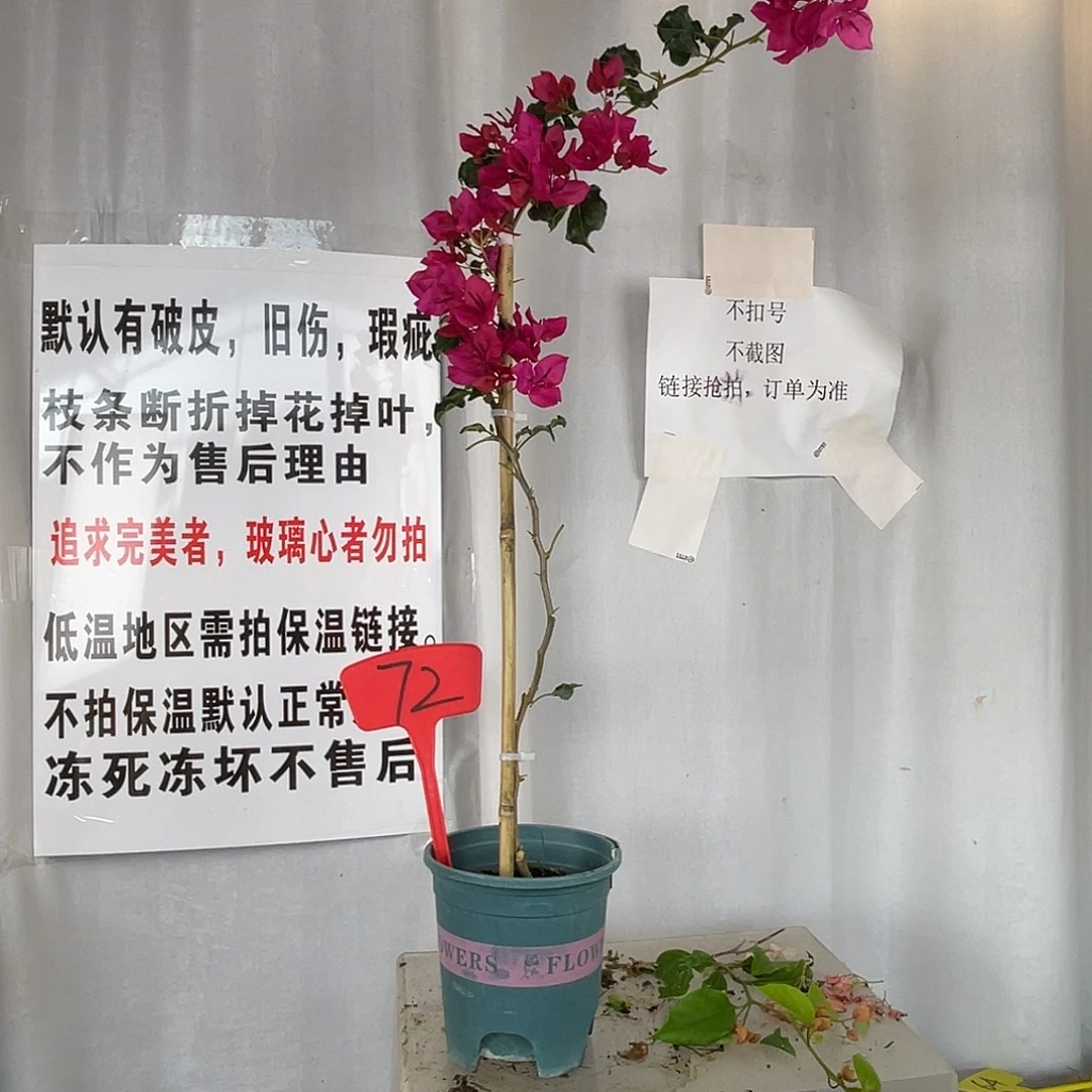 当前无花栽培后可以开花72蒙红高飘款