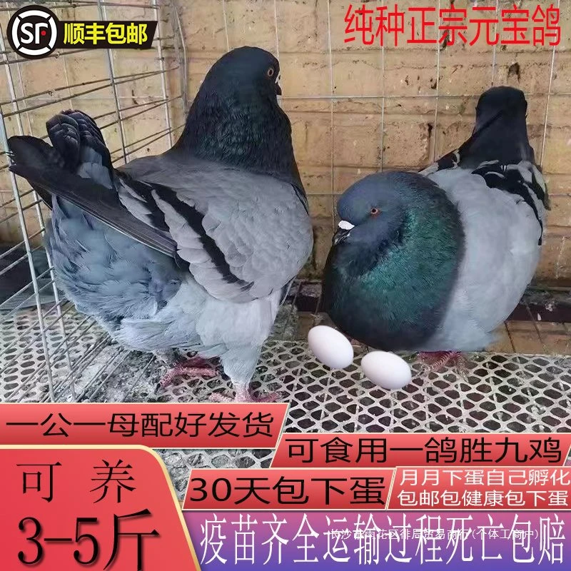 元宝鸽子特大巨型鸽子活一对特大肉鸽活物鸽子观赏鸽种鸽家养包活