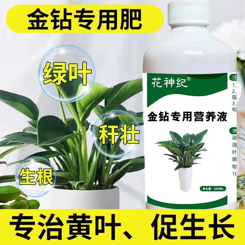 金钻专用营养液家用室内养花绿钻红钻大叶绿公主水溶肥料盆栽通用