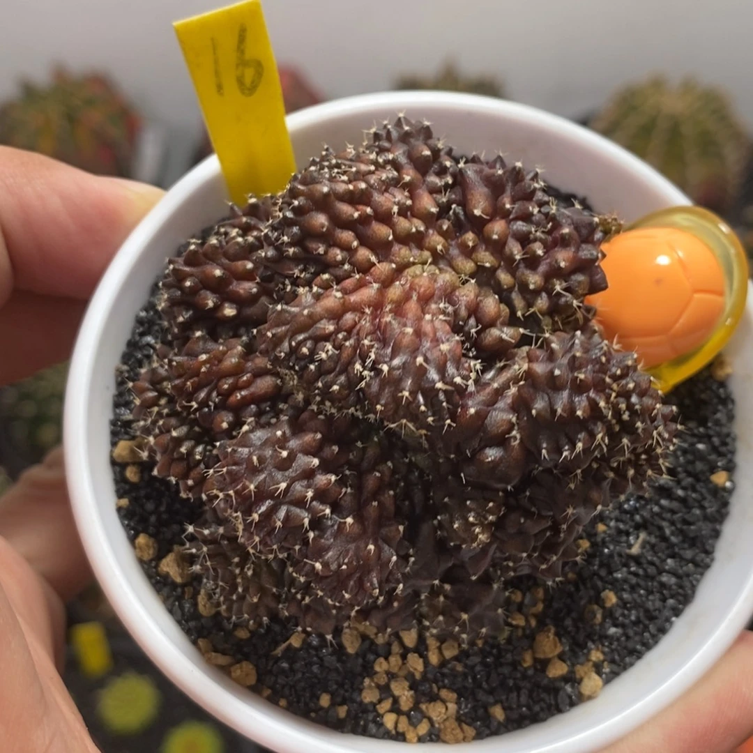 海神缀化（微瑕）—带盆土发货29