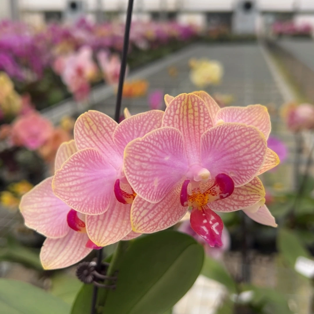 完全开放M019 任何问题不售后