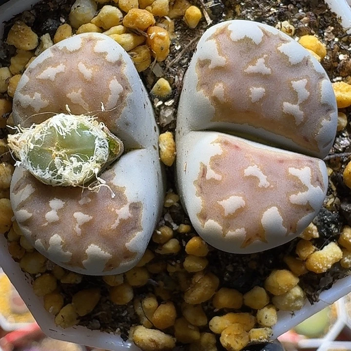 生石花1111121。   215