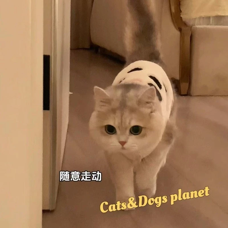 可爱ins猫咪衣服保暖羊羔毛马甲背心泰迪博美宠物狗狗冬装秋冬JY