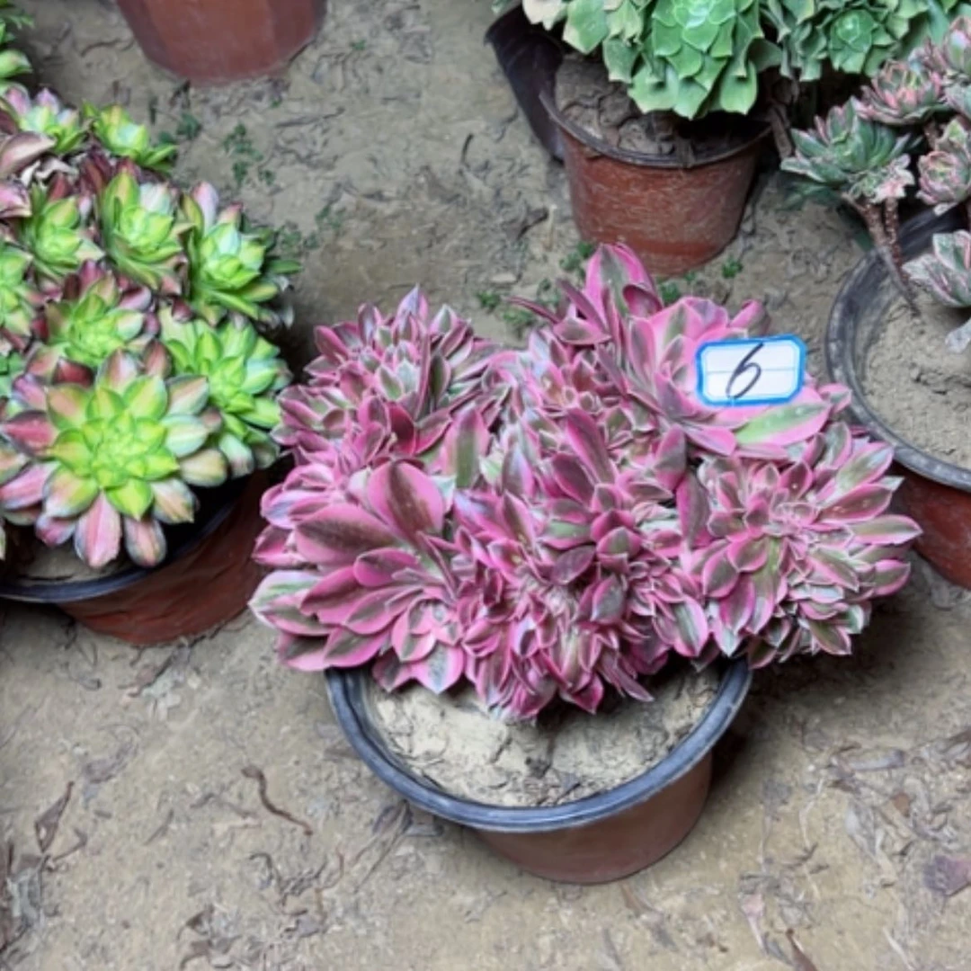 【闪购商品】多肉植物粉女巫6