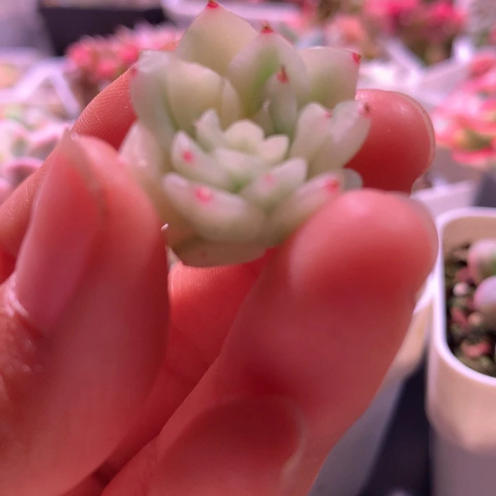 林***珍妮白覆轮锦有根