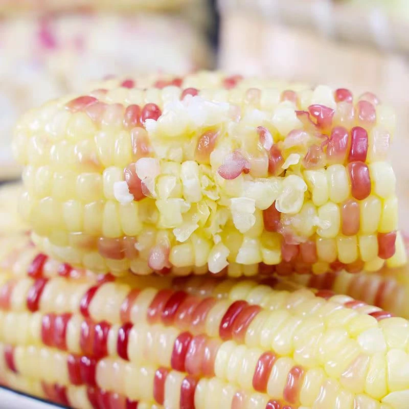 【花粒糯玉米】软糯香爆浆甜玉米 新鲜采摘带皮生的玉米棒子花糯玉米花糯玉米北京市
