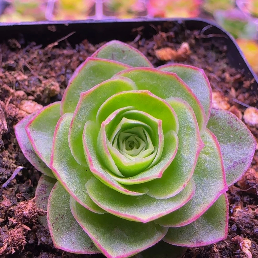 福利1253538686868383