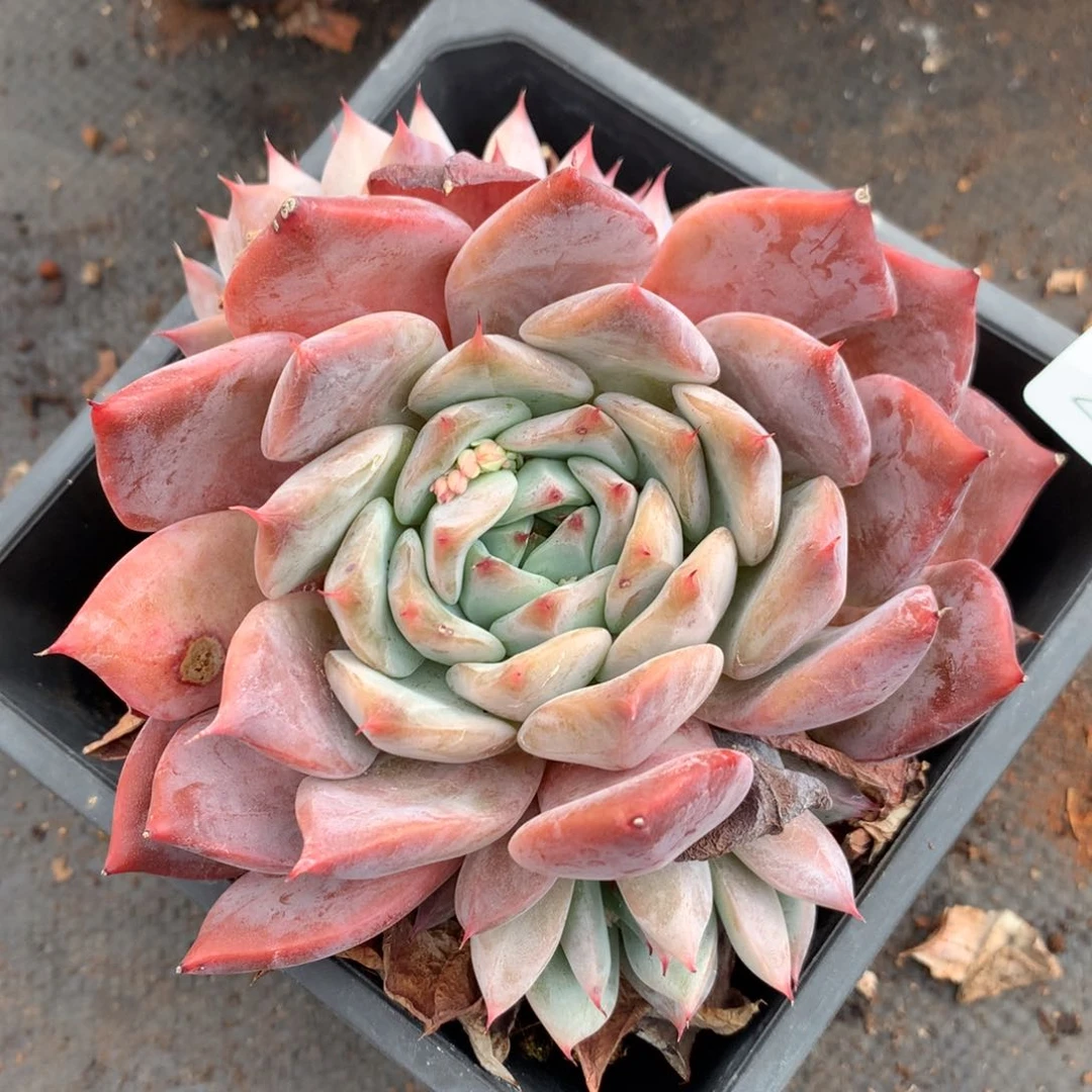 292新年快乐发发发