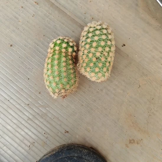 史蒂夫之梦侧芽两个福