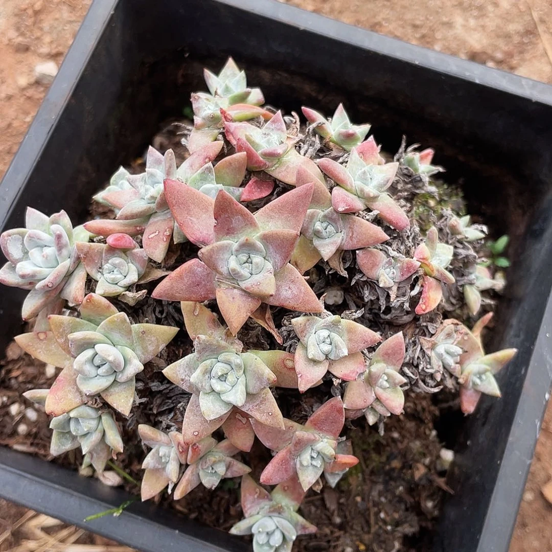 苹果叶杂交老桩6863